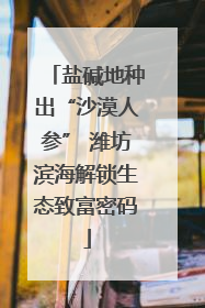 盐碱地种出“沙漠人参” 潍坊滨海解锁生态致富密码