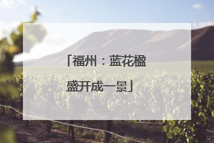 福州：蓝花楹盛开成一景