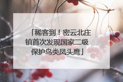 稀客到！密云北庄镇首次发现国家二级保护鸟类凤头鹰