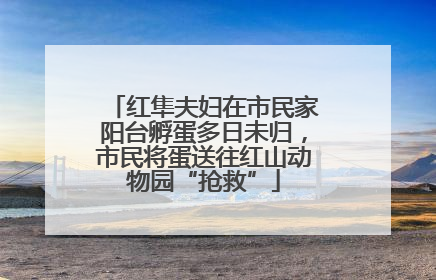 红隼夫妇在市民家阳台孵蛋多日未归，市民将蛋送往红山动物园“抢救”