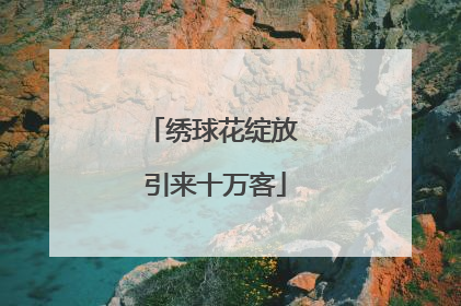 绣球花绽放 引来十万客