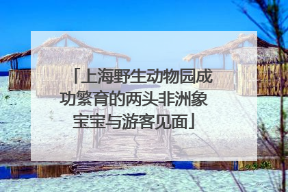 上海野生动物园成功繁育的两头非洲象宝宝与游客见面