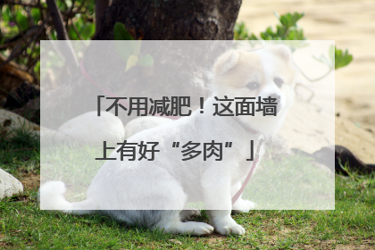 不用减肥！这面墙上有好“多肉”