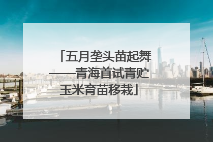 五月垄头苗起舞——青海首试青贮玉米育苗移栽