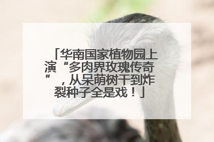 华南国家植物园上演“多肉界玫瑰传奇”，从呆萌树干到炸裂种子全是戏！