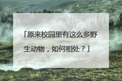 原来校园里有这么多野生动物，如何相处？