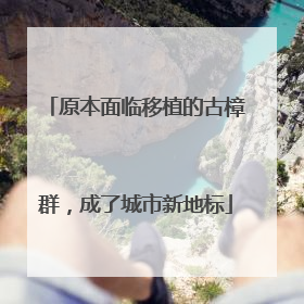 原本面临移植的古樟群，成了城市新地标