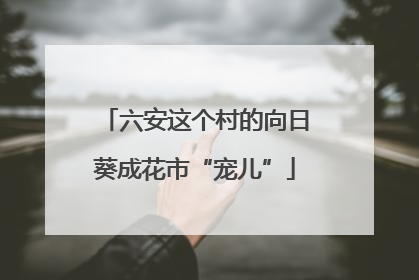 六安这个村的向日葵成花市“宠儿”
