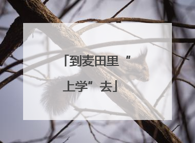到麦田里“上学”去