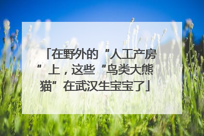 在野外的“人工产房”上，这些“鸟类大熊猫”在武汉生宝宝了