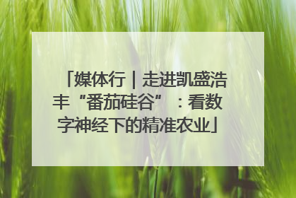 媒体行｜走进凯盛浩丰“番茄硅谷”：看数字神经下的精准农业