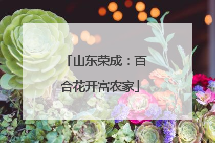 山东荣成：百合花开富农家