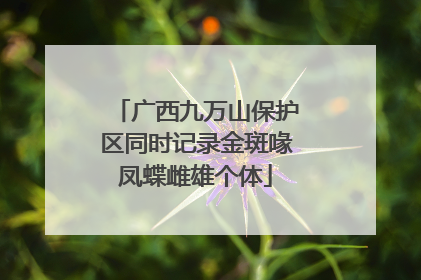 广西九万山保护区同时记录金斑喙凤蝶雌雄个体