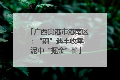 广西贵港市港南区：“藕”遇丰收季 泥中“掘金”忙
