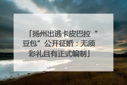 扬州出逃卡皮巴拉“豆包”公开征婚：无须彩礼且有正式编制