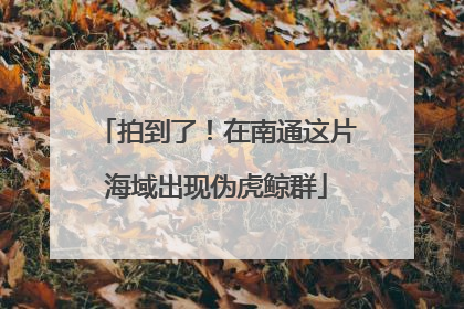 拍到了！在南通这片海域出现伪虎鲸群