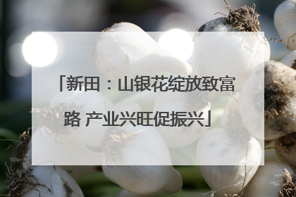 新田：山银花绽放致富路 产业兴旺促振兴