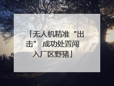 无人机精准“出击” 成功处置闯入厂区野猪