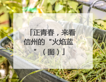 正青春，来看信州的“火焰蓝”（图）
