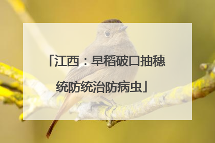 江西：早稻破口抽穗 统防统治防病虫