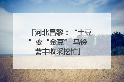 河北昌黎：“土豆”变“金豆” 马铃薯丰收采挖忙