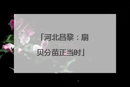 河北昌黎：扇贝分苗正当时