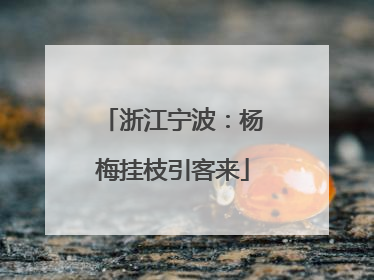 浙江宁波：杨梅挂枝引客来