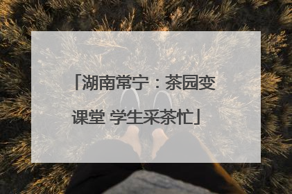 湖南常宁：茶园变课堂 学生采茶忙