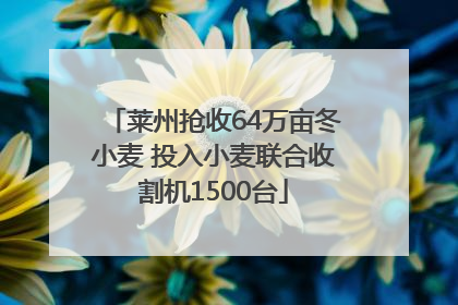 莱州抢收64万亩冬小麦 投入小麦联合收割机1500台