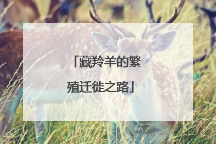 藏羚羊的繁殖迁徙之路