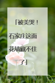 被美哭！石家庄这面花墙藏不住了