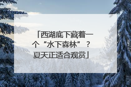 西湖底下藏着一个“水下森林”？夏天正适合观赏