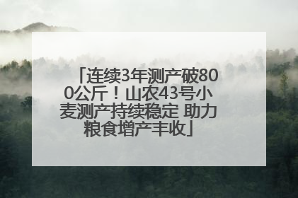连续3年测产破800公斤！山农43号小麦测产持续稳定 助力粮食增产丰收