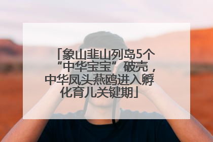 象山韭山列岛5个“中华宝宝”破壳，中华凤头燕鸥进入孵化育儿关键期