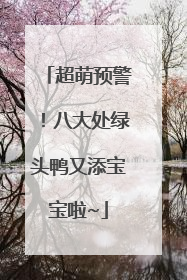 超萌预警！八大处绿头鸭又添宝宝啦~