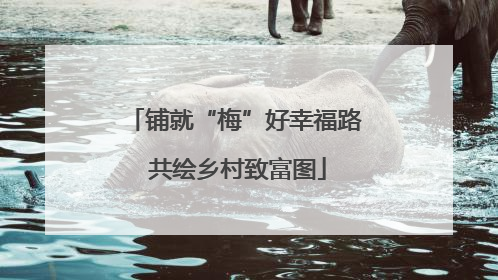 铺就“梅”好幸福路 共绘乡村致富图