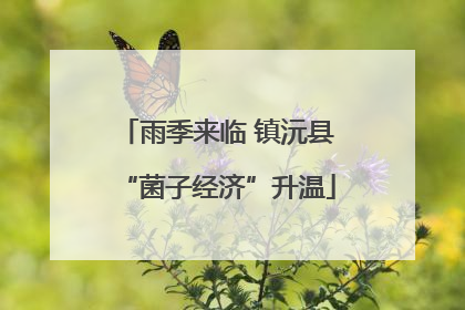 雨季来临 镇沅县“菌子经济”升温