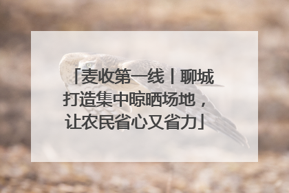 麦收第一线丨聊城打造集中晾晒场地，让农民省心又省力