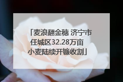 麦浪翻金穗 济宁市任城区32.28万亩小麦陆续开镰收割