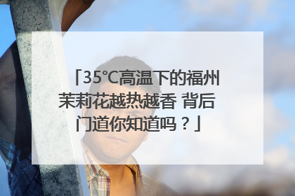 35℃高温下的福州茉莉花越热越香 背后门道你知道吗？